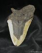 Inch South Carolina Megalodon Tooth #866-1